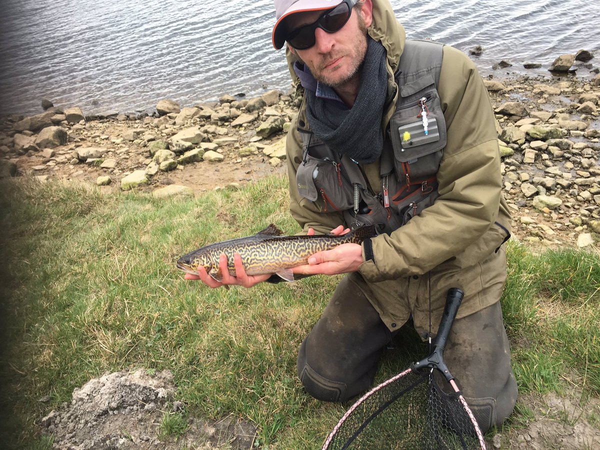 Quality tiger trout absolutely stunning fish