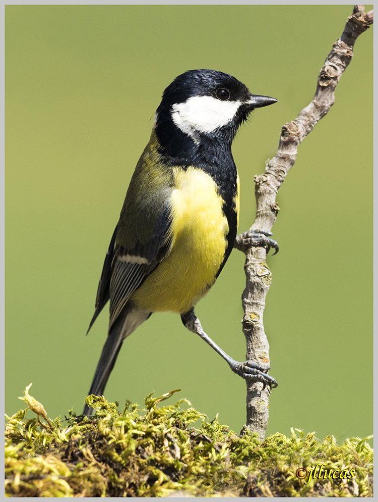 Carbonero común
(Parus major)