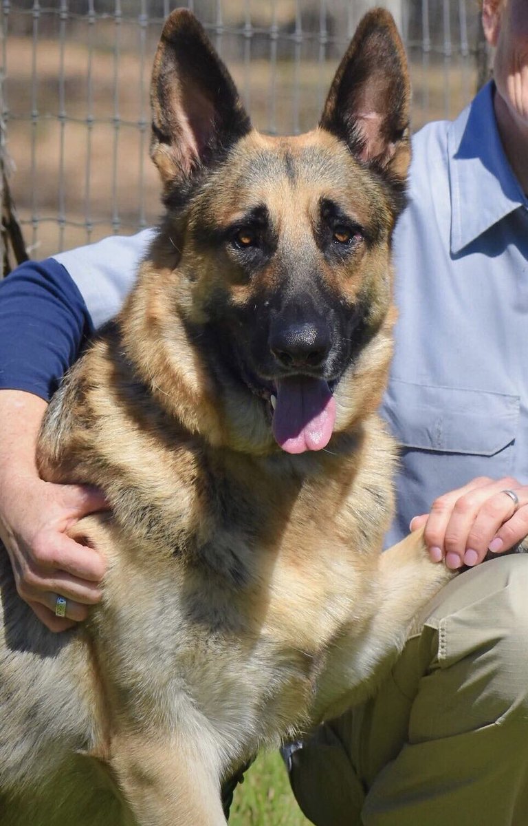 K9officersinc's tweet photo. PoohBear needs a ride from Texas Canine University in the Ft. Worth area to Houston.  I can meet in Madisonville if you can transport that far.  This boy has a meet and greet for a wonderful home if he can find someone to give him a lift -he deserves his forever home at long last https://t.co/rroMTPR4qM