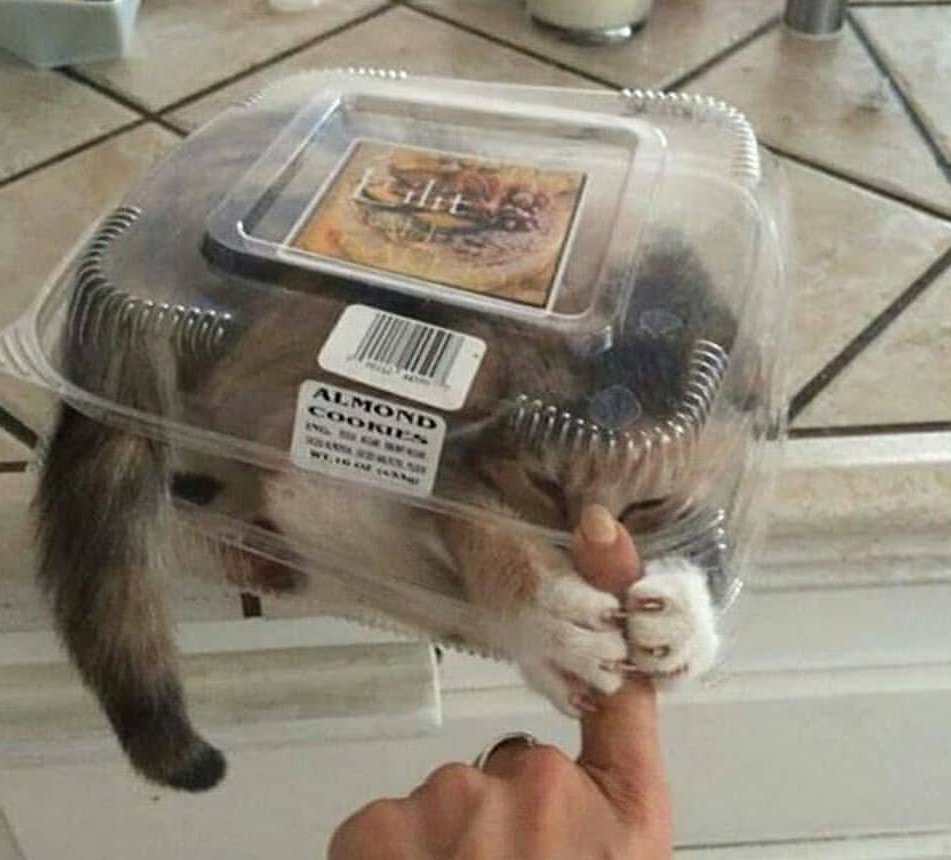 LuciTheWeirdCat's tweet photo. Quando dentro sei dolce come un biscotto fuori sei cattivo https://t.co/Qa5zCCf3Uv