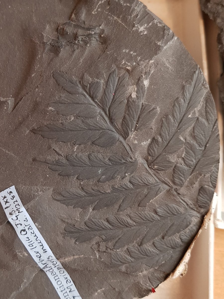 TheMuseumOfLiz's tweet image. Today a 5yr old brought a fragment of #Carboniferous #plant into the #museum for us to identify.  Along with dad &amp;amp; grandad, we ended up having a good old nosey at some in the Museum's collection - here's just a few 320 million year old ferns for your #fossilfriday delight