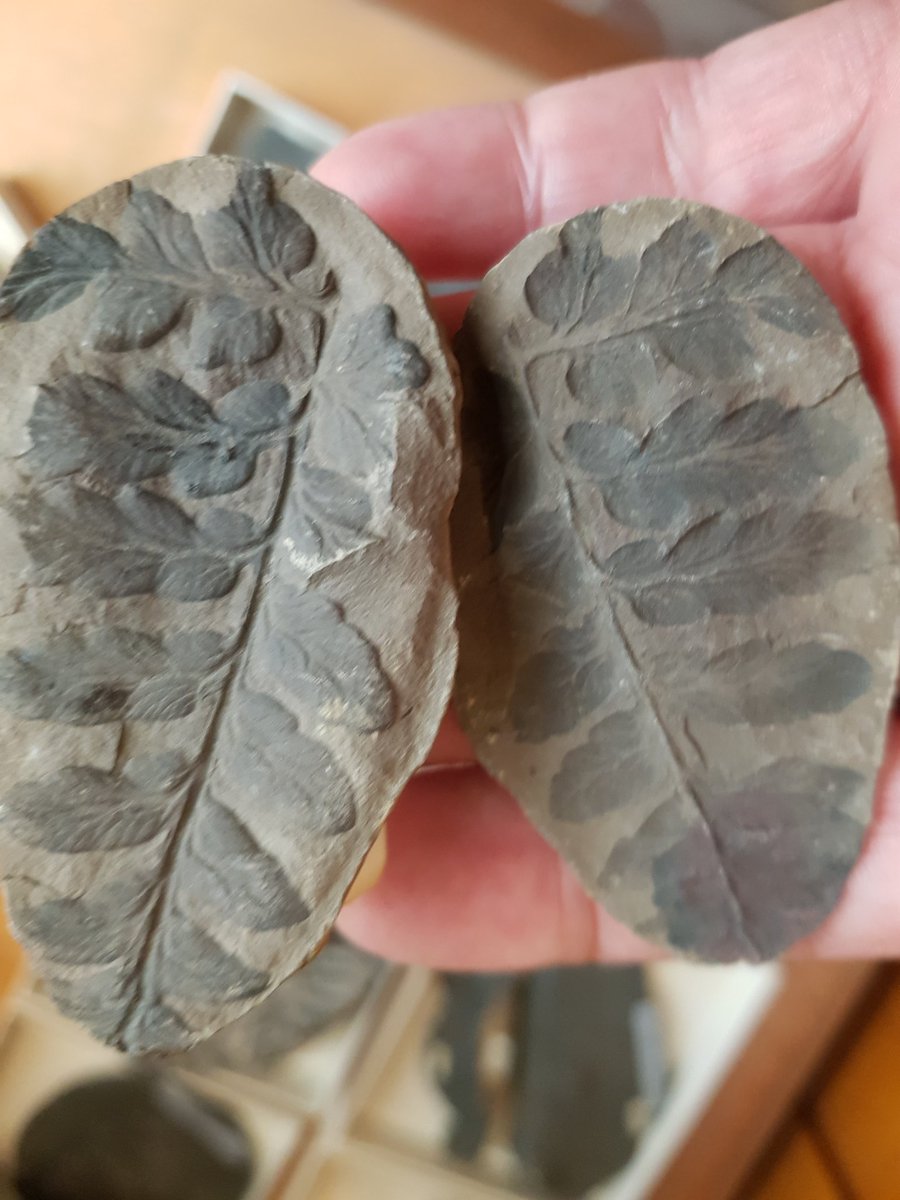 TheMuseumOfLiz's tweet image. Today a 5yr old brought a fragment of #Carboniferous #plant into the #museum for us to identify.  Along with dad &amp;amp; grandad, we ended up having a good old nosey at some in the Museum's collection - here's just a few 320 million year old ferns for your #fossilfriday delight