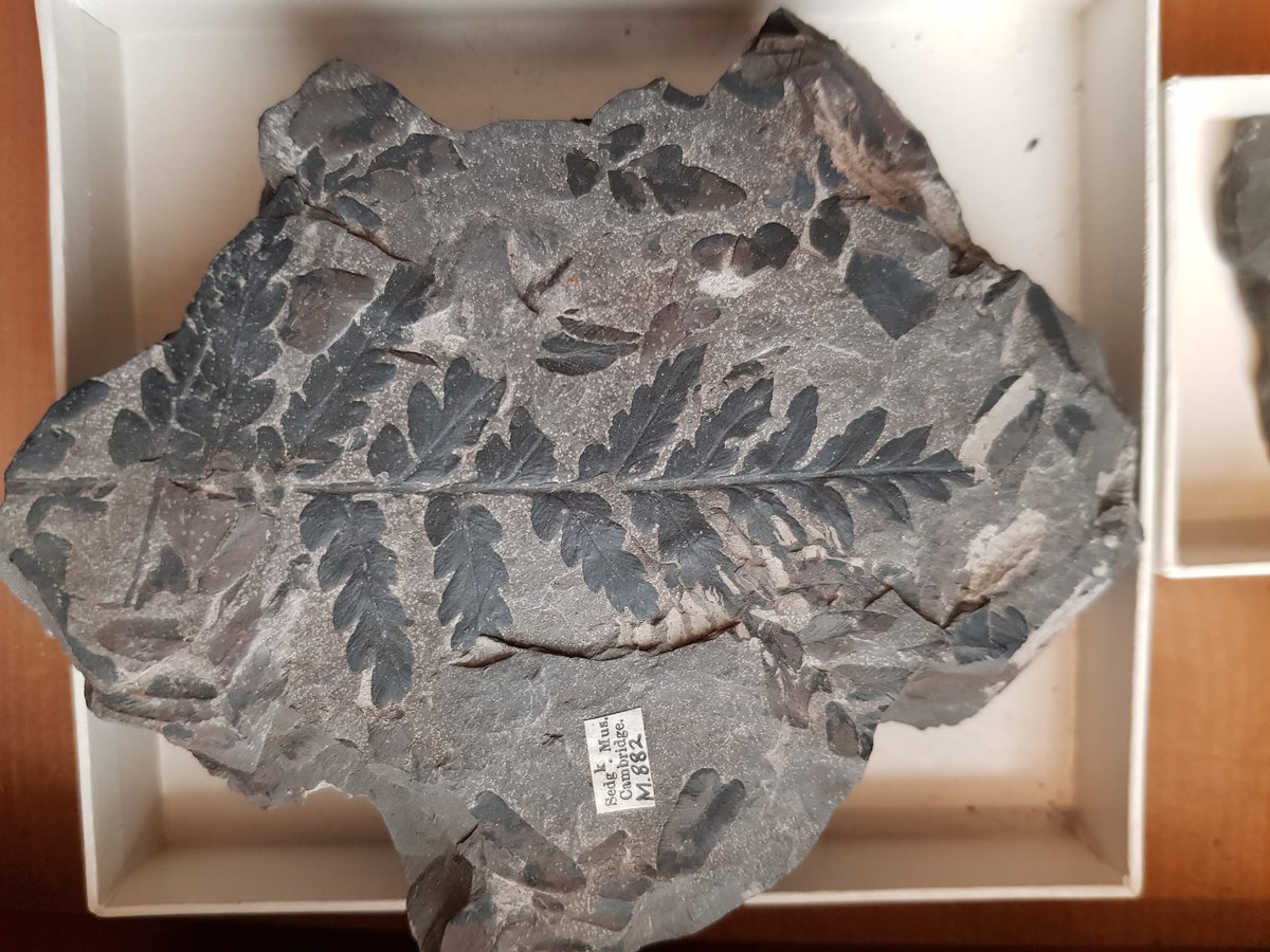 TheMuseumOfLiz's tweet image. Today a 5yr old brought a fragment of #Carboniferous #plant into the #museum for us to identify.  Along with dad &amp;amp; grandad, we ended up having a good old nosey at some in the Museum's collection - here's just a few 320 million year old ferns for your #fossilfriday delight