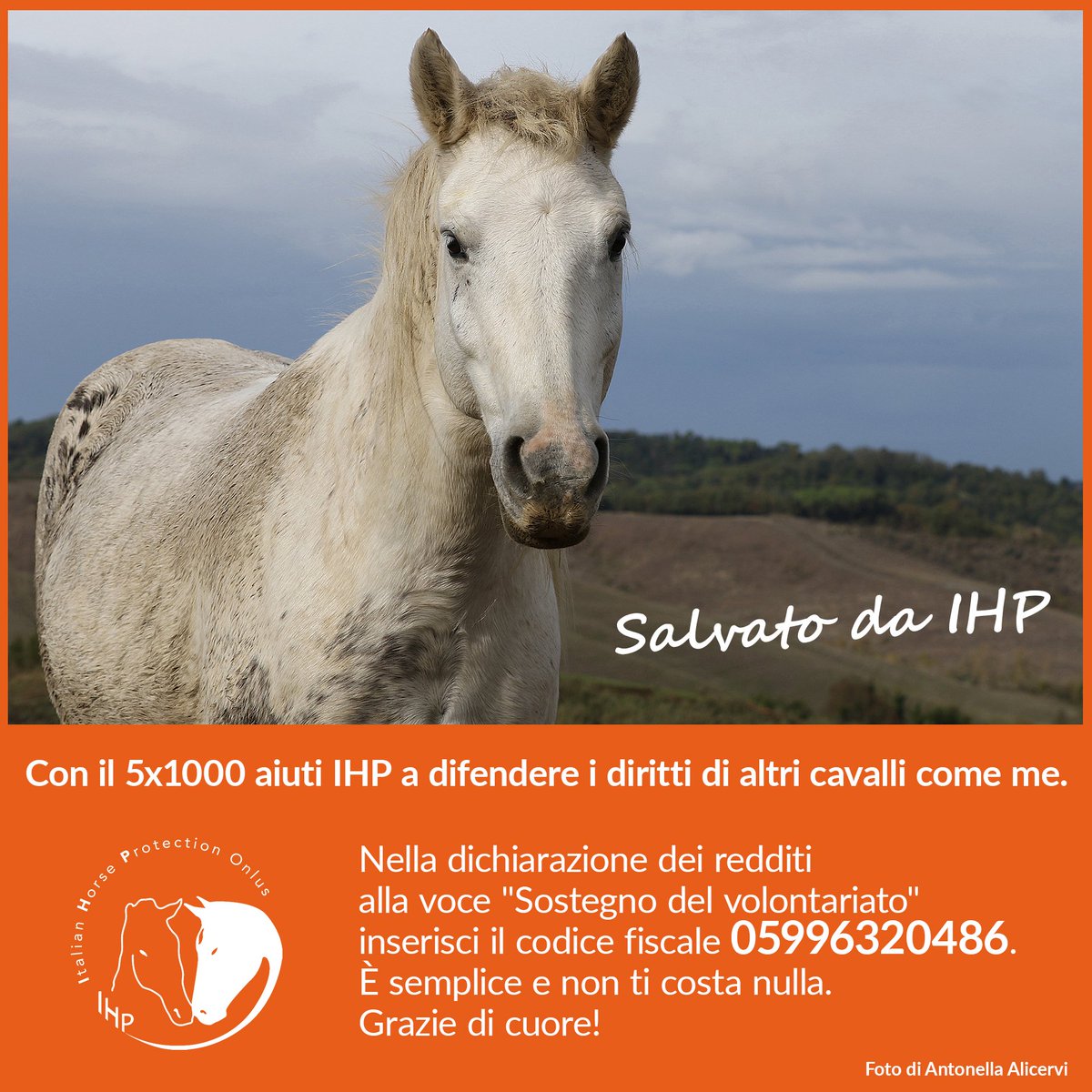 It_HorseProtect's tweet photo. A tutela dei #cavalli e degli altri #equidi in Italia, è possibile destinare a #IHP il #5x1000 delle imposte sul reddito, indicando il codice fiscale 05996320486 nel primo riquadro “Sostegno del #volontariato e delle organizzazioni non lucrative di utilità sociale...". Grazie. https://t.co/b8WamRadrI