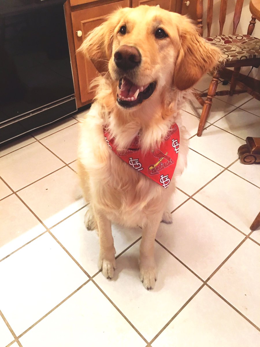 allz_crain's tweet photo. Happy @Cardinals Opening Day from Stan The Man ❤️⚾️ https://t.co/Suzdg3D5fa
