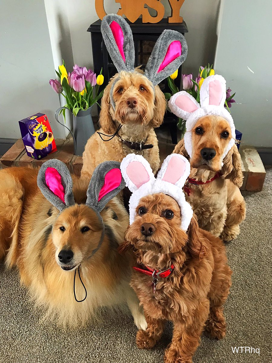 Today at doggie daycare we’ve been getting excited about Easter! 🐰🐣🐶😄