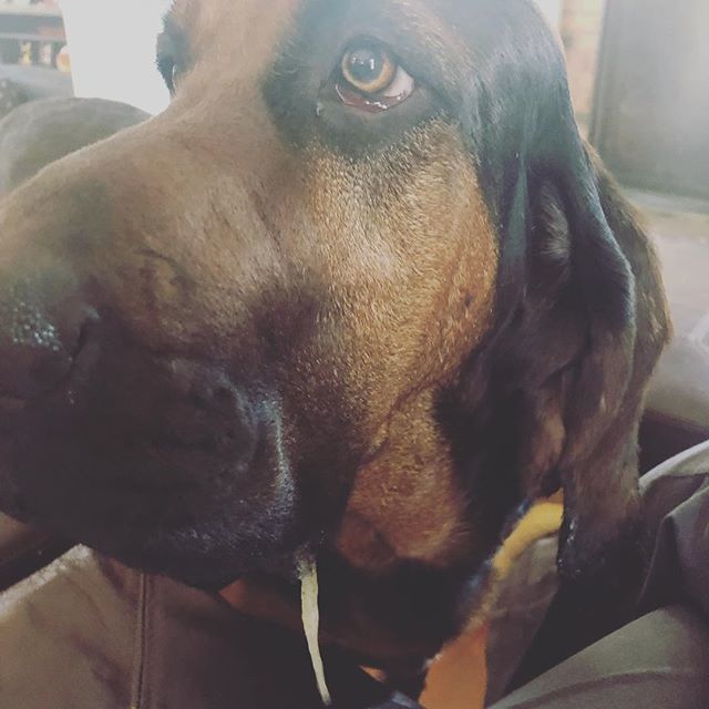 QuiteFetching17's tweet image. Okay, okay Maybelle, if you could just slowly back up a bit, I’ll give you all the extra cake bites you want 🤢🤦‍♀️ #droolhappens #dogmomprobs #dogdrool #dogsofnewengland #dogsofmassachusetts #bloodhound #bloodhoundmom #yuck #butiloveher #dogmom #dogs #do… bit.ly/2OT4ffR
