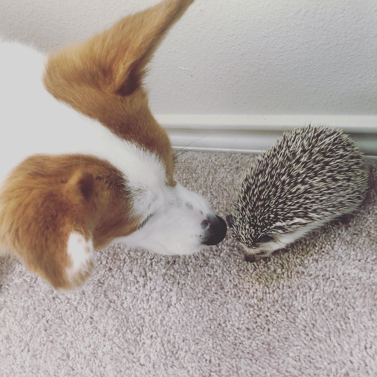 takithecorgi's tweet image. #hedgehogs #corgis #bff