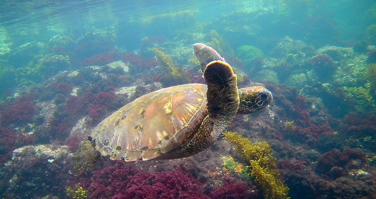 Snorkelling in the Galapagos Islands! 😳😳😍😍

galapagos-pro.com/en/galapagos-t…

#snorkeling #shark #turtle #snorkel #galapagos #Ecuador #galapagosislands #adventuretour #watersport #ecuadortour #galapagostour #luxurytour #outdoor #underwaterphotography #underwater