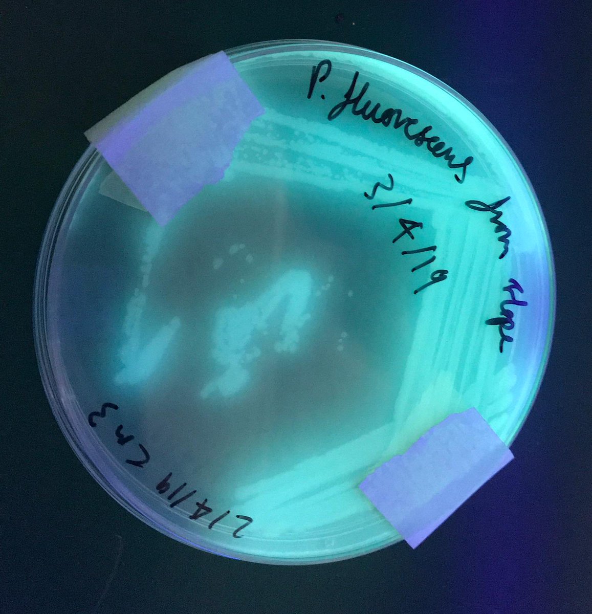 Microbiology just got more exciting <a href="/CastleviewUl/">CastleviewUL</a> with <a href="/2ndry_microbiol/">Ben McDonagh</a> in the team #TeamScience #EducationWithCharacater