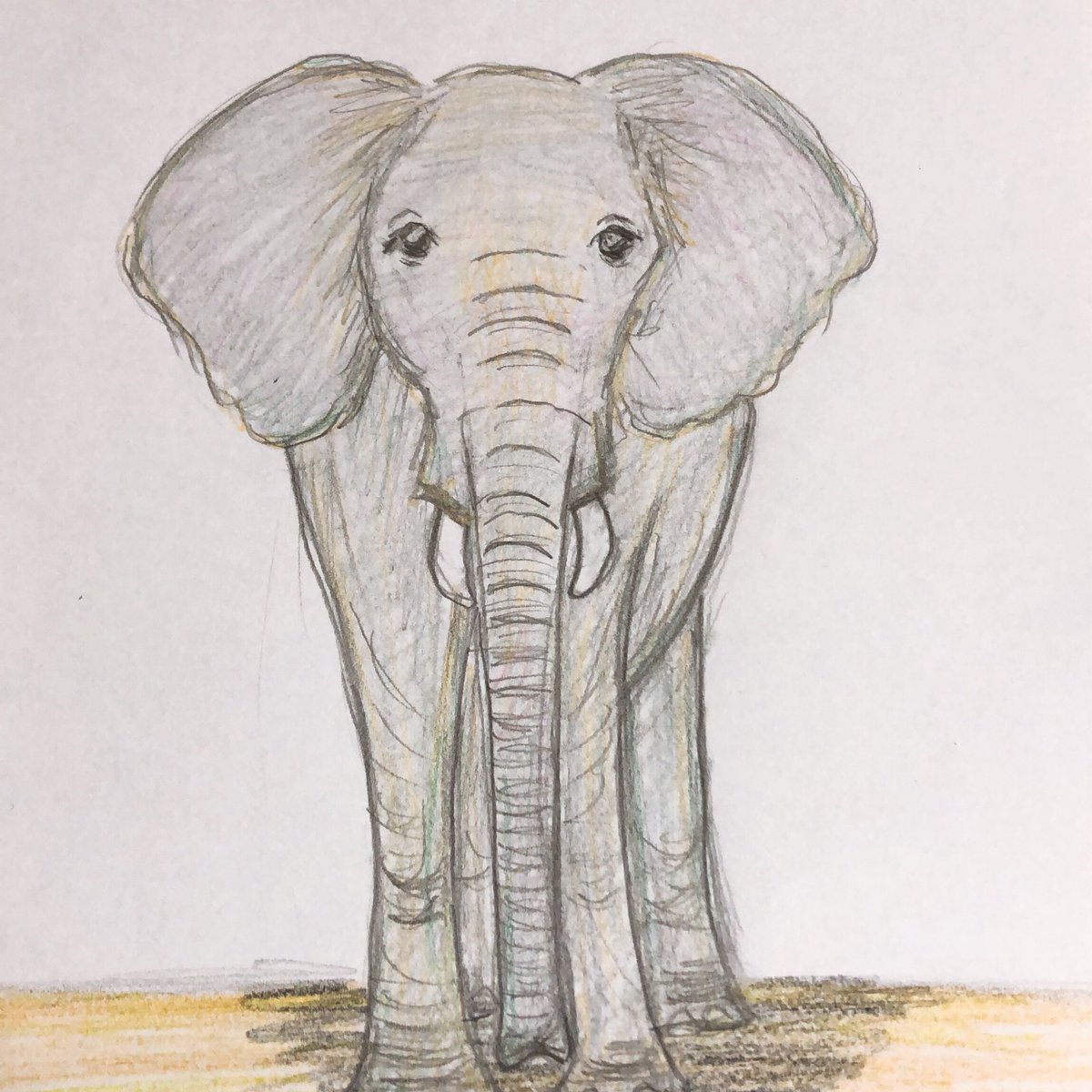 あさみ در توییتر ゾウ 絵 イラスト 色鉛筆 色鉛筆画 ゾウ 象 イラスト好きさんと繋がりたい 絵描きさんと繋がりたい