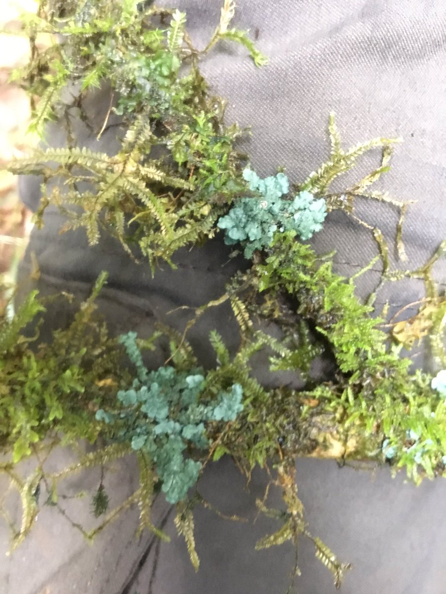 theo_llewellyn's tweet photo. Looking back through #lichen pics from Madagascar. Any chance this could be a Hygrophoraceae basidiolichen??? (sorry for the bad quality) #basidiolichen #hygrophoraceae #mycology #basidiomycota https://t.co/M71IE61uSd