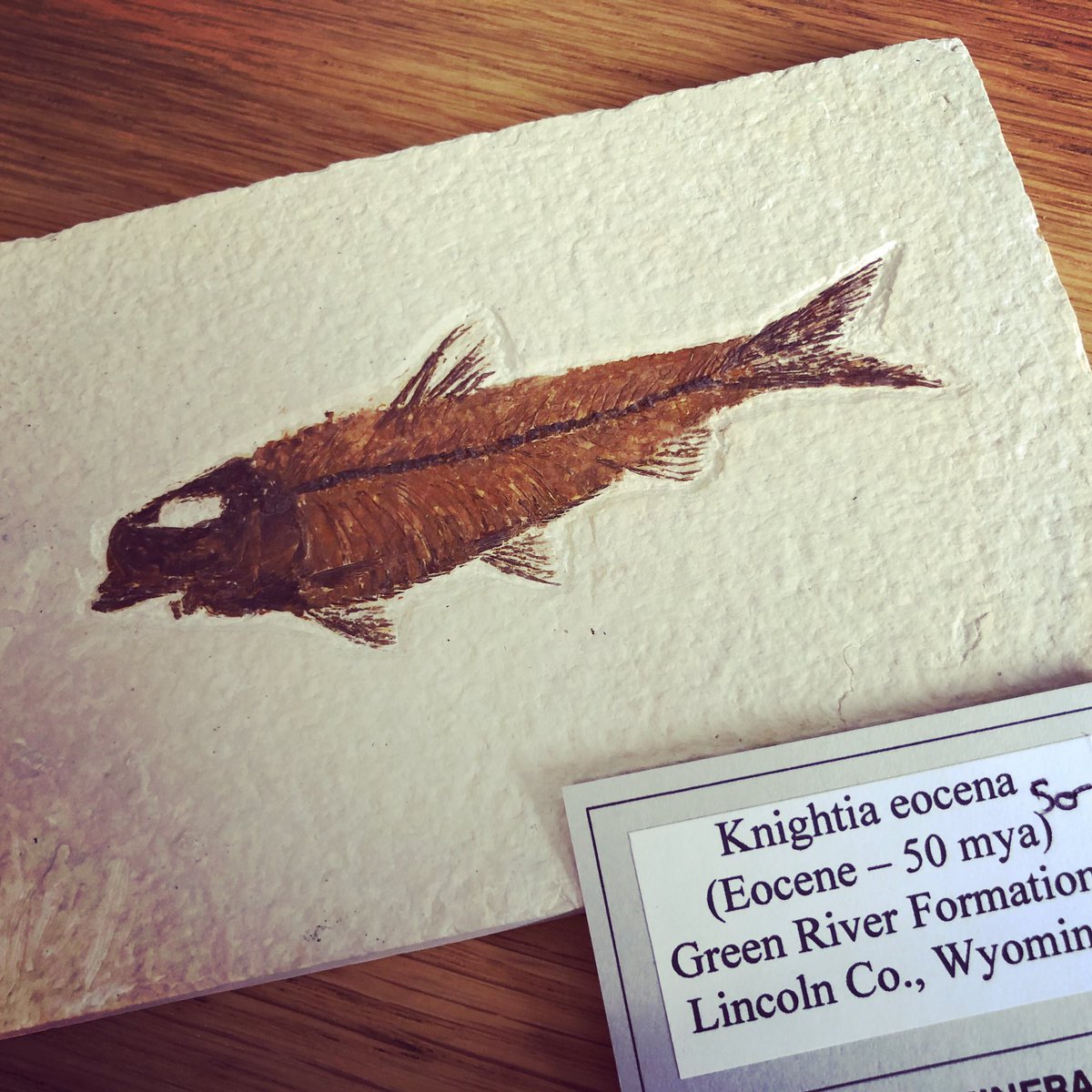 SciManDan's tweet image. Huge thanks to one of my subscribers Chris, who sent me this fossil of a fish. Just in time for Tuesdays episode too! #evolutionisreal