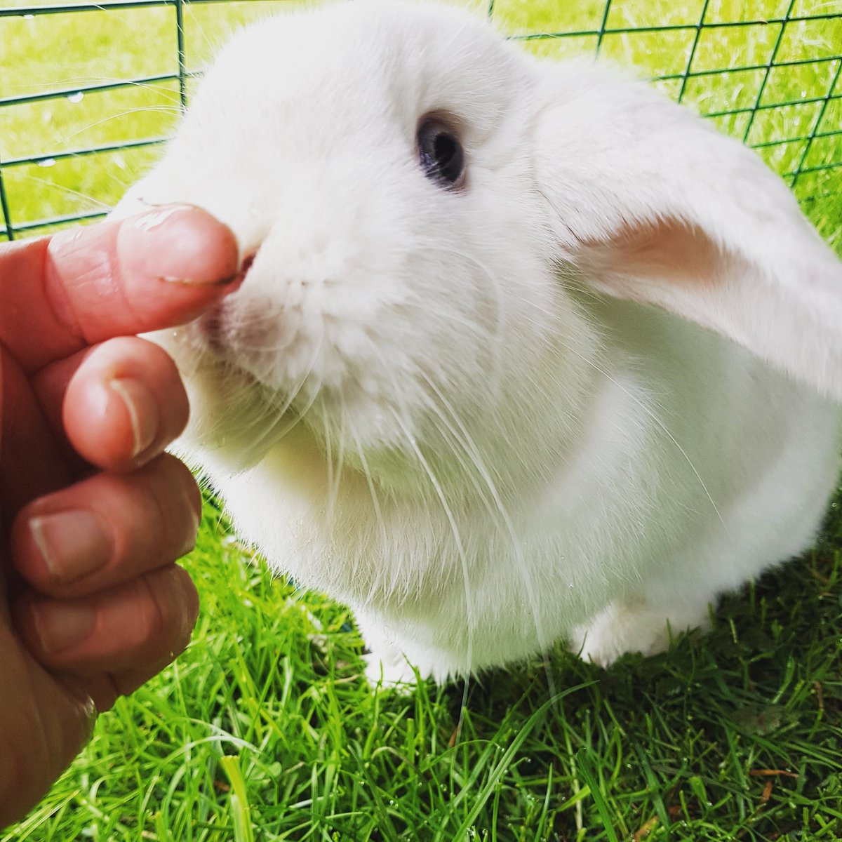 sleepy_burrows's tweet photo. Lovely Lola ! She loves having her cuddles #Rabbit #Furryfriday #London #smallbusiness #smallpetboarding #Essex https://t.co/S6NOLfEpQL