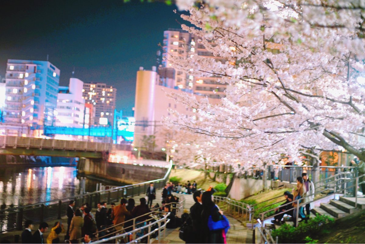 お花クランですので今年もやります。
🌸🌸ふろーら恒例 花見会🌸🌸

今年の参加者はMaCy...