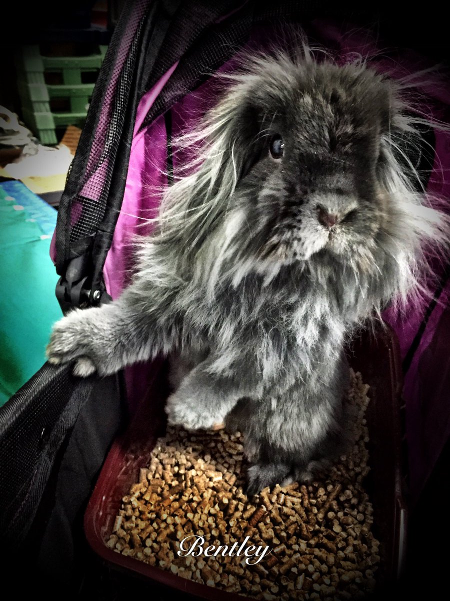 SideGravy's tweet photo. Bentley and I are headed to @P_S_P this morning to have bunny story time with the kids!! ❤️🐰 #AnimalAssistedInteractions https://t.co/xB3vwNs52w