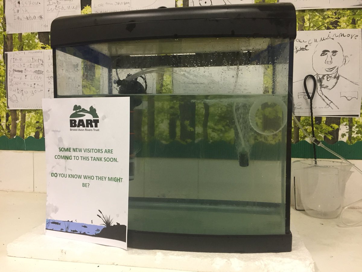 3 of our 11 #SpawntobeWild school tanks set up thanks to our wonderful funders @BristolWater @avonfrome & @alandforgotten. Some very excited children! #environmentaleducation #europeaneel