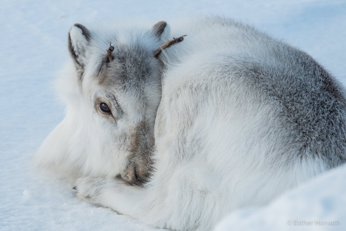 Young Svalbard reindeer rests in the village of Ny-Alesund. This little one was laying on the snow next to our @AWI_Media house in Ny-Alesund. She spends her time mostly alone or with other adult reindeers in the village.