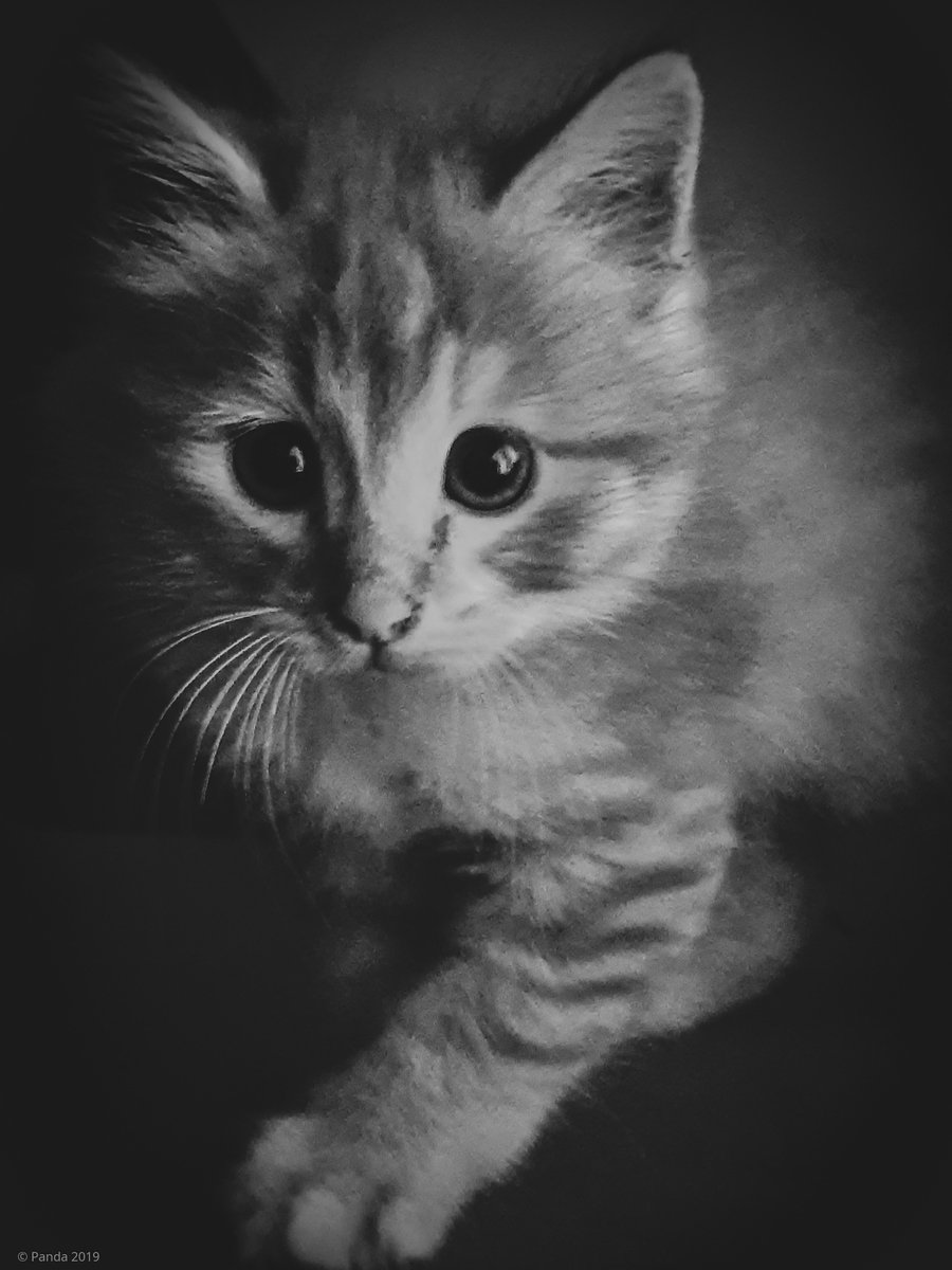 dannyscs's tweet photo. #art #conceptualart #blackandwhite #blackandwhitephotography #blackandwhitephoto #bnw_captures #bnwphotography #monochrome #ThePhotoHour #DailyPhotoRTG @Nphotomag #cat #portrait #kitten #cat, #feline, #kitten, #lighting, #pet   #natgeo #natgeotravelpic  #magnumphotos  @yourDSLR https://t.co/zNzt6xVtF8