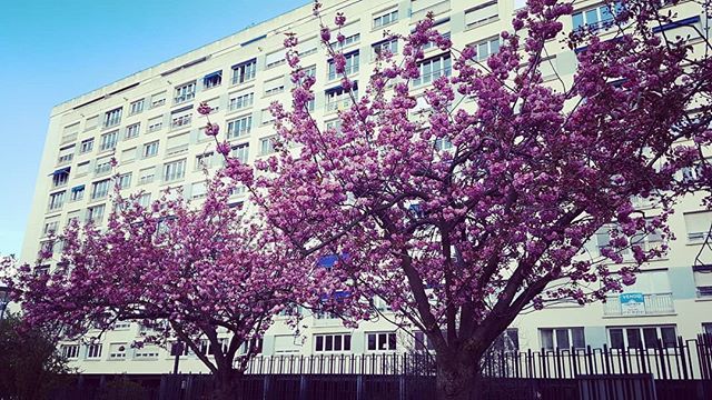 Boa sexta-feira com cerejeiras japonesas colorindo nosso dia!

#vivernafrança #cerejeira #cerisierdujapon #cerisier #flor #flower #fleur #primavera #printemps #spring #vanves #paris #france #fridaymood bit.ly/2WQVVAb