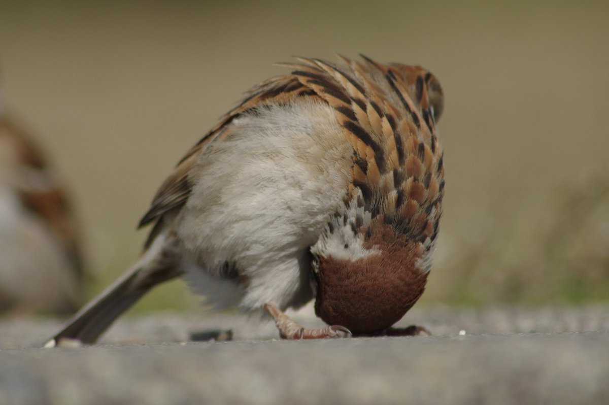 このポーズ好き
#雀 #スズメ #すずめ #sparrow #鳥 #小鳥 #野鳥 #bird https://t.co/WutyvvNFKL