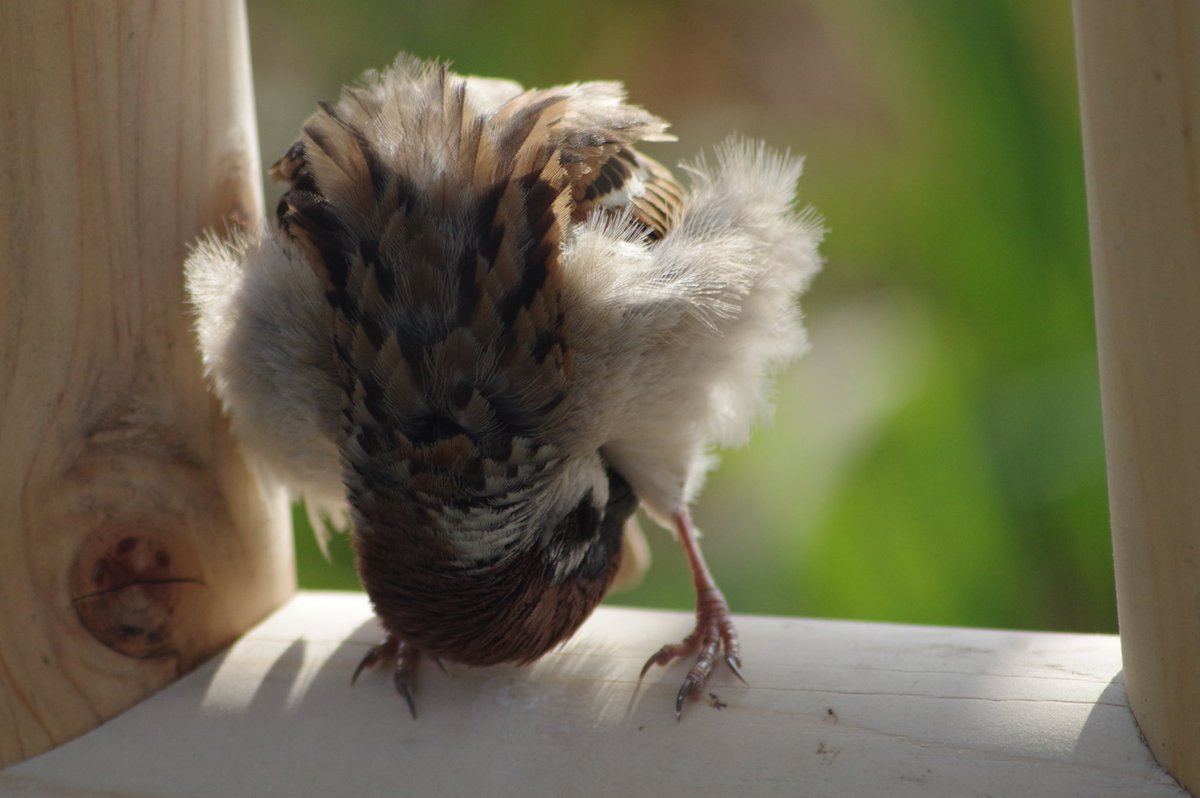 このポーズ好き
#雀 #スズメ #すずめ #sparrow #鳥 #小鳥 #野鳥 #bird https://t.co/WutyvvNFKL