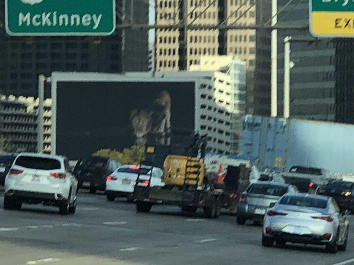 holmesmillet's tweet photo. George! You’re right. There are mountain lions. Everywhere!  Right as you were interviewing the warden, I saw one right in front of my car in Downtown Dallas! The photos are a bit blurry. But I’m pretty dang sure it’s not a bobcat. What do you think? @GeorgeDunham https://t.co/PBBHM1f5n7