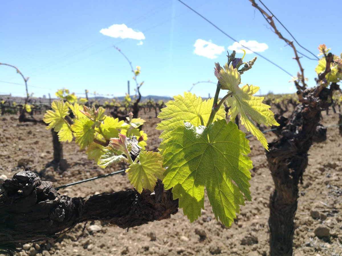 gemmabvi's tweet photo. Els ceps es van guarnint de precioses fulles verdes i petitíssims raïms que ompliran copes, moments i històries. La natura és 💚
#vilafrancadelpenedes #dopenedes https://t.co/CDeqrhBcWW