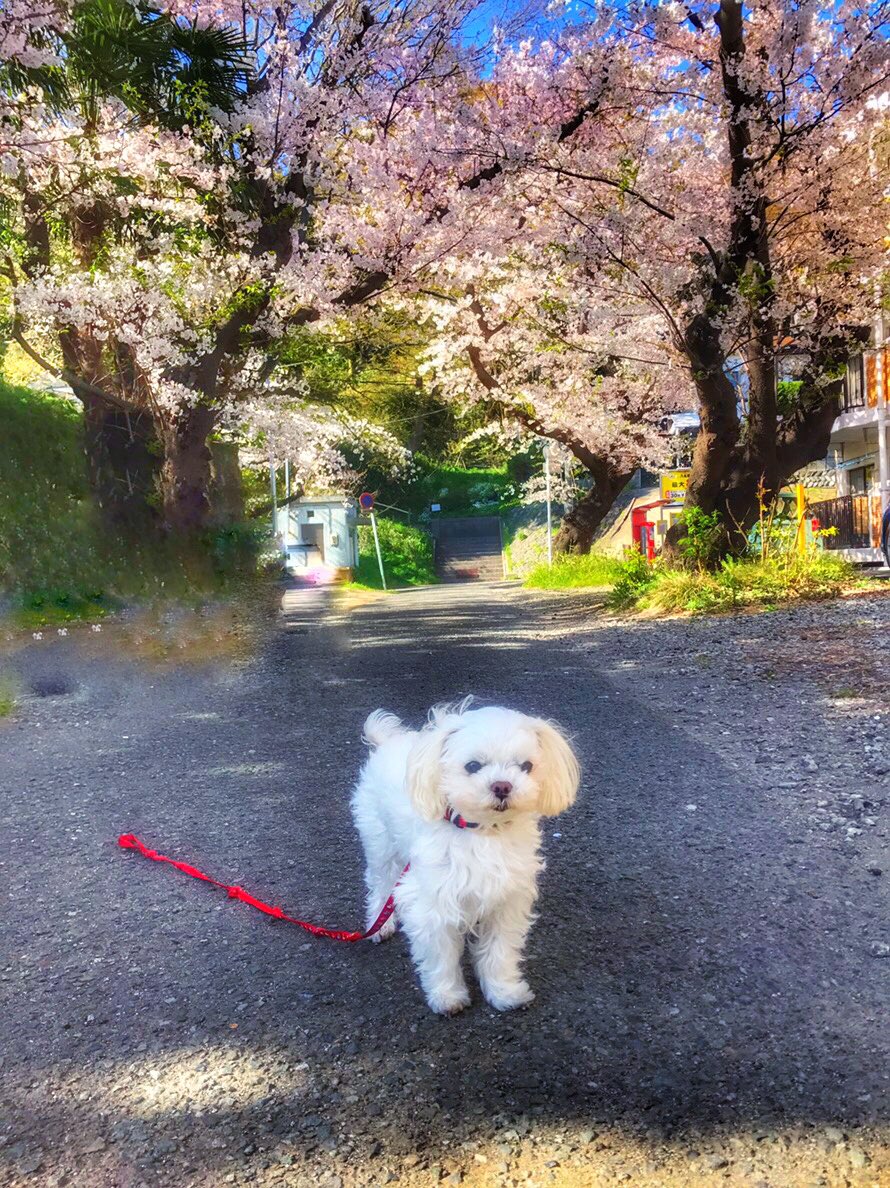 tocky_disk's tweet photo. 🌸🌿👒🍡☘🐶🌸
#April
#spring
#CherryBlossoms
#Dog_walking
#my_dog
#20190405 https://t.co/1cxcDGnLN8