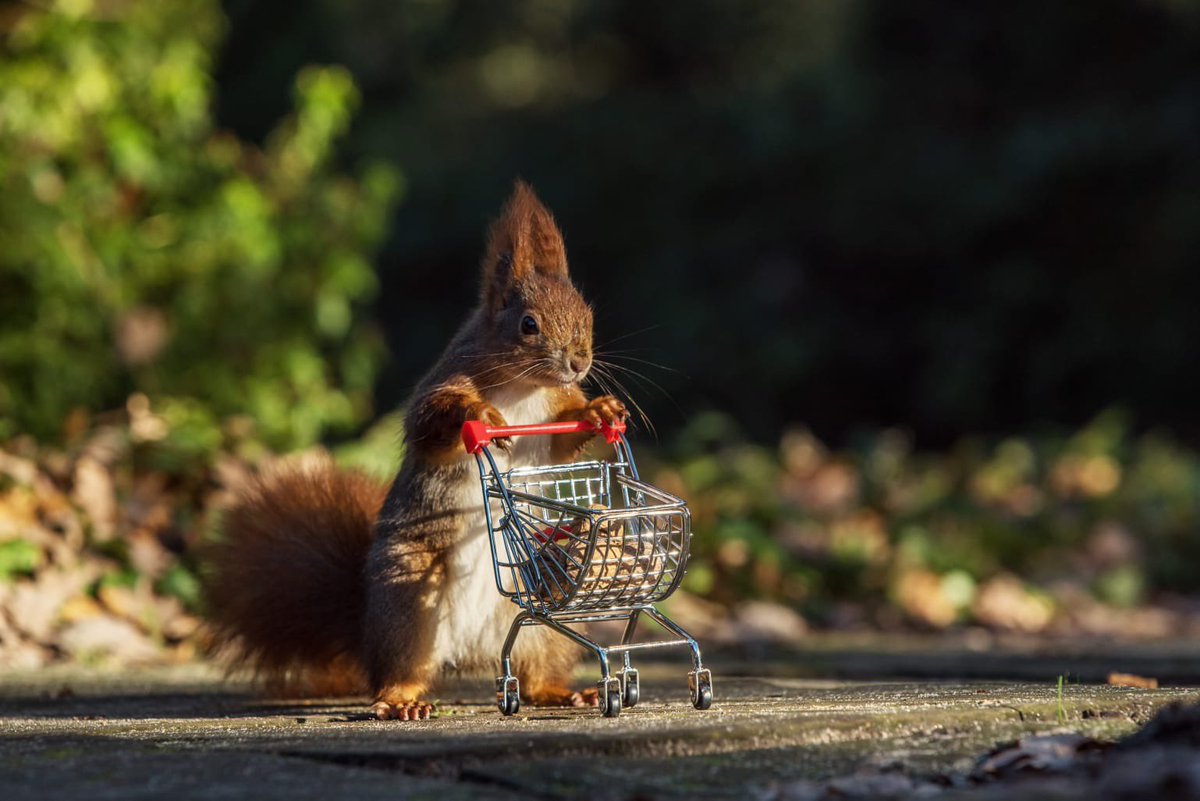 good morning let’s get this nut