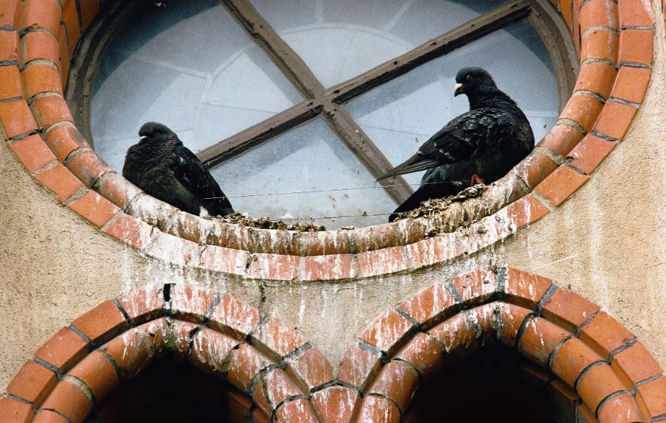 In mei leggen alle vogels een ei 🐣... Een mooi gezegde maar de overlast die vogels kunnen veroorzaken is net iets minder leuk! Voorkom vogelschade met onze discrete en slimme vogelweringstechnieken: ow.ly/mimQ30nI2gU