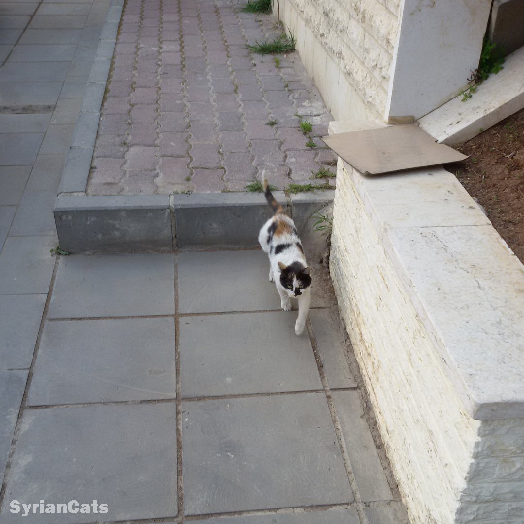 Sorry, I can’t stop, I’m in a hurry!
#Damascus #Syria #cats #babykittens