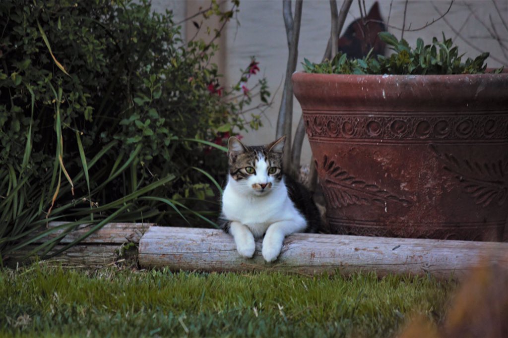 Mackcias's tweet photo. @donvedda This is Mortensen, or Morty for short. https://t.co/A0SFc8jWSw