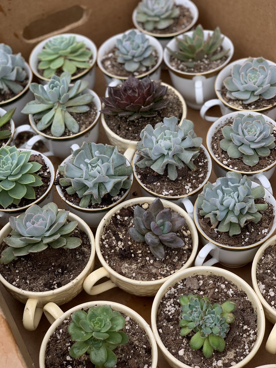 PGHS_FFA's tweet photo. Plant sale April 13th, at Providence Grove! We have veggies, flowers, &amp; many more beautiful plants for good prices! https://t.co/4iSmWbad9o