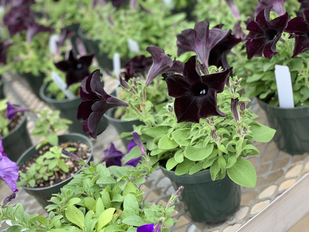PGHS_FFA's tweet photo. Plant sale April 13th, at Providence Grove! We have veggies, flowers, &amp; many more beautiful plants for good prices! https://t.co/4iSmWbad9o
