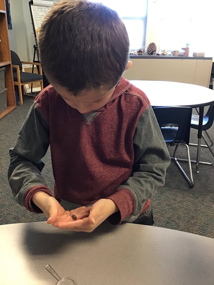 ChristyBashor's tweet photo. Exploring isopods (roly polies) and observing their structures and behaviors. #LifeScience teaches respect and responsibility. #TPK8 https://t.co/ItV5uDZLLW
