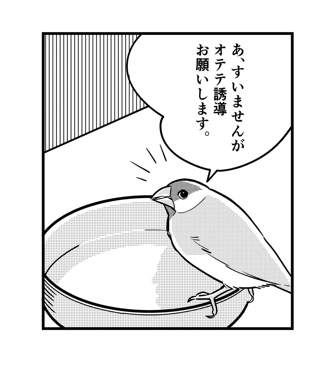 お風呂好きだけど勇気がいる文鳥
#一コマ文鳥 