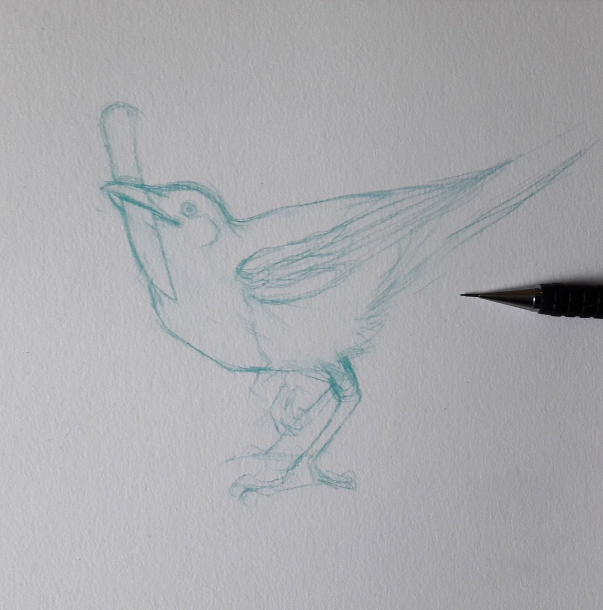 jhursillustrate's tweet photo. I might turn this into a coloured pencil drawing ๐
#magpie #corvid #notacrow #drawing #art #sketch #birb https://t.co/RxNL9Fsm3X