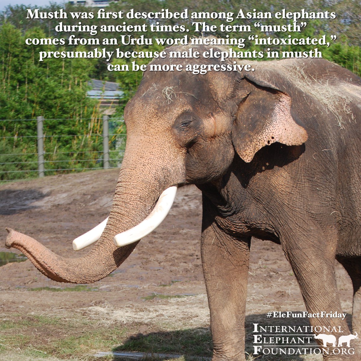 #EleFunFactFriday with @ElephantsIEF featuring Thai, an Asian elephant from @houstonzoo 