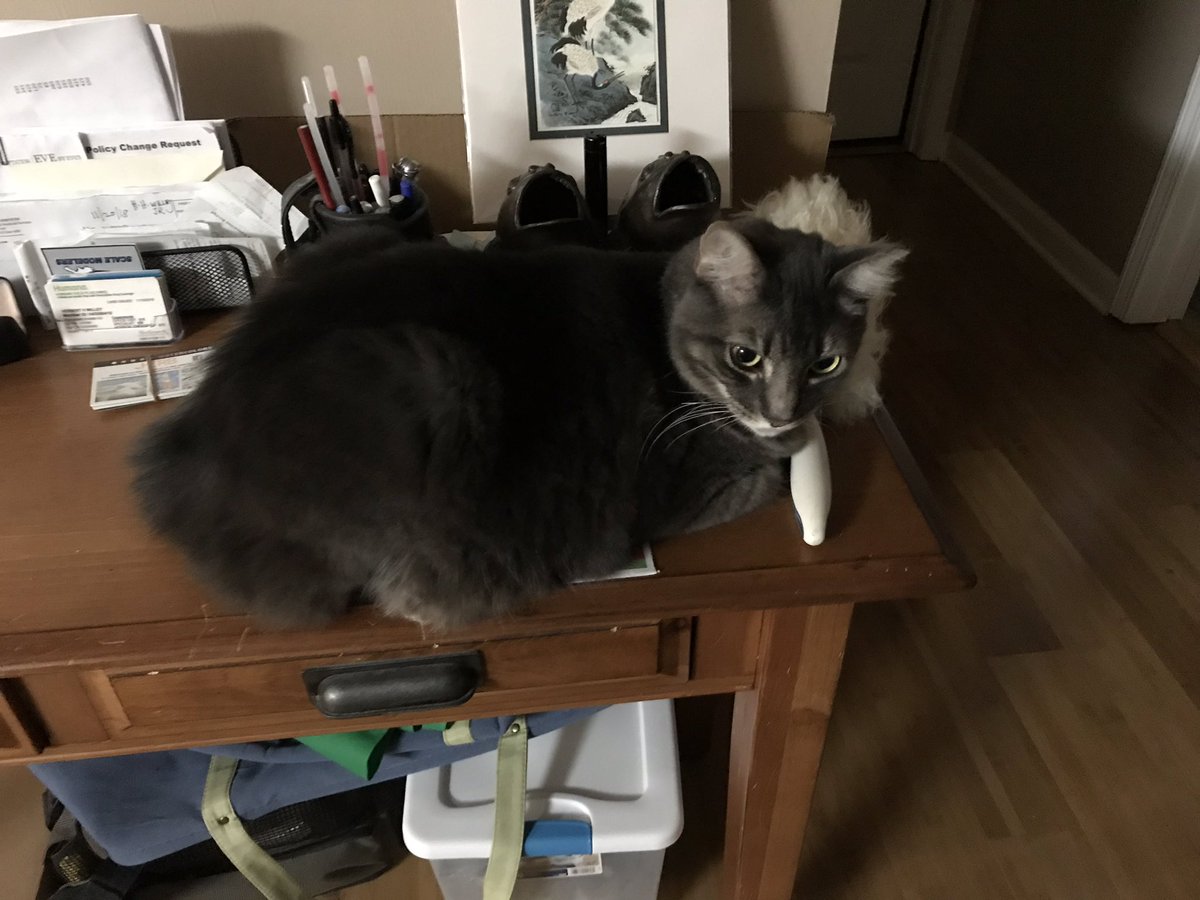 BBGsWorld's tweet photo. I like to change spots 🐆😹😹
#changespots #bbg #ariestocat
#babyboygrey #grey #cat #kitty #mainecoonmix #rescuedcat #bbgsworld
#fluff #mainecoongram #meow #greygram #likesforlikes #furry #felines #moggies #purr #cutiecat
#catsofday #pawsomekittyblog
#catsoftwitter #catsontwitter https://t.co/jQGUGiRhVw
