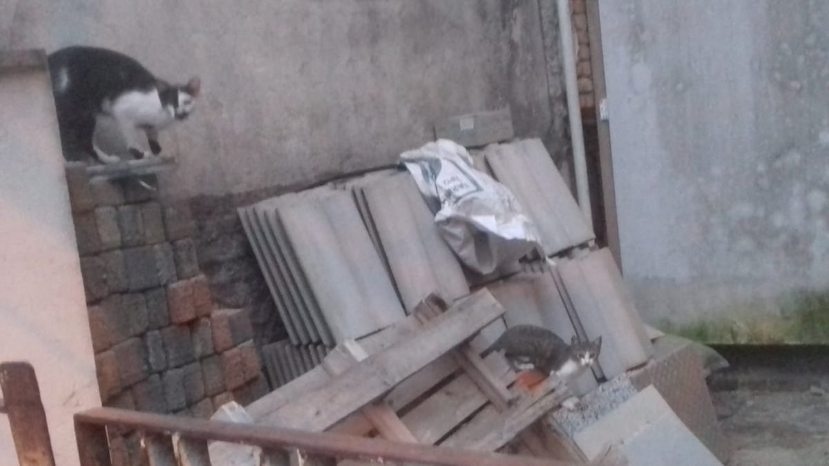 CatCareService's tweet photo. Mãe com gatinhos filhotes vivendo na rua em condições precárias aguardam adoção na Vila Madalena. Contato com Denize: (11)99239-4791 🙏💚 https://t.co/COPcP0D9rJ