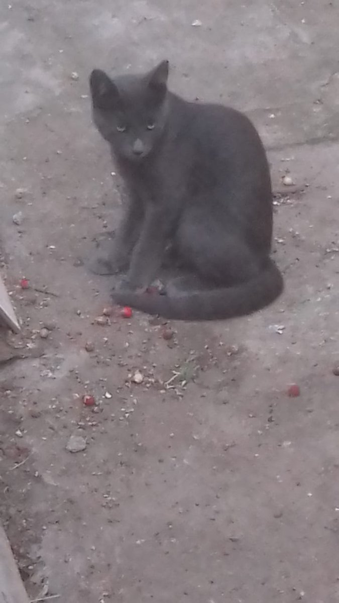 CatCareService's tweet photo. Mãe com gatinhos filhotes vivendo na rua em condições precárias aguardam adoção na Vila Madalena. Contato com Denize: (11)99239-4791 🙏💚 https://t.co/COPcP0D9rJ