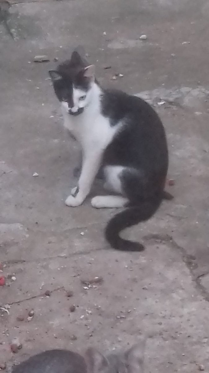 CatCareService's tweet photo. Mãe com gatinhos filhotes vivendo na rua em condições precárias aguardam adoção na Vila Madalena. Contato com Denize: (11)99239-4791 🙏💚 https://t.co/COPcP0D9rJ