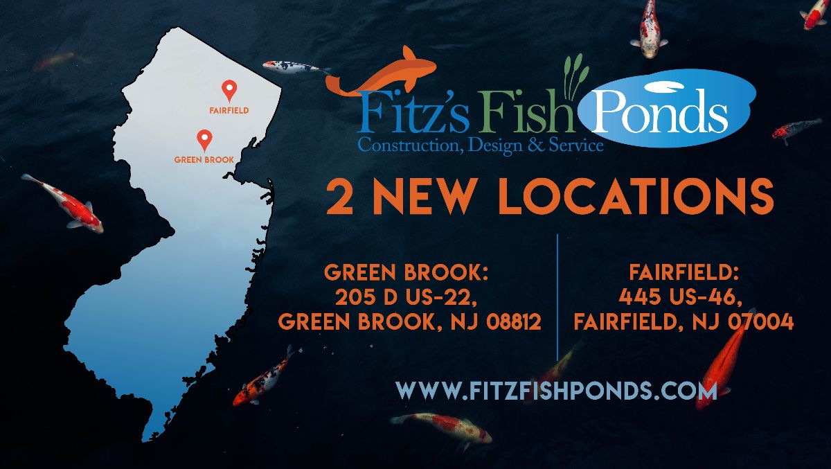 FitzsFishPonds's tweet image. Big News! - mailchi.mp/a571338d9356/b…