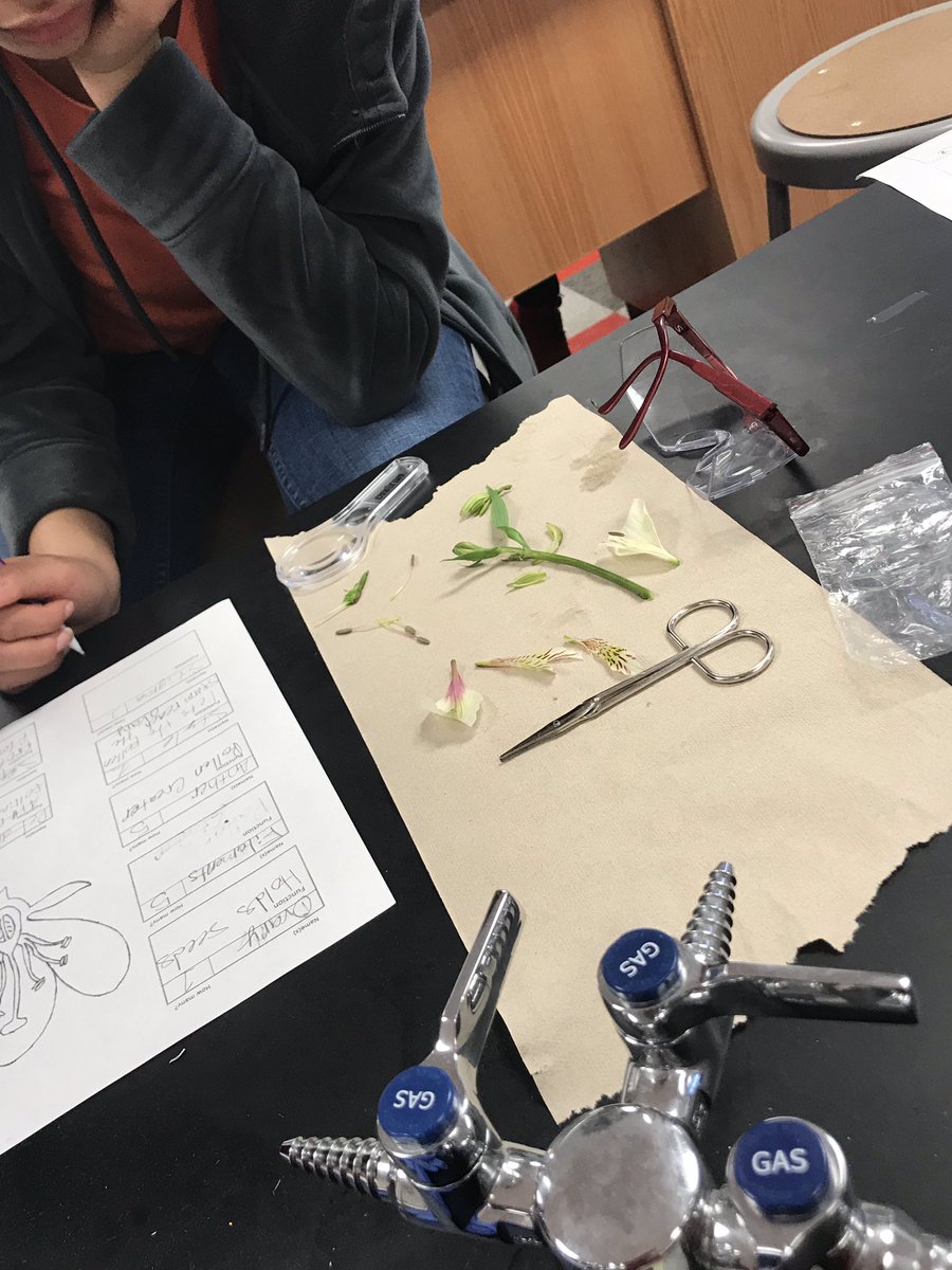 Flower dissection for 7th grade today! #OHScience
