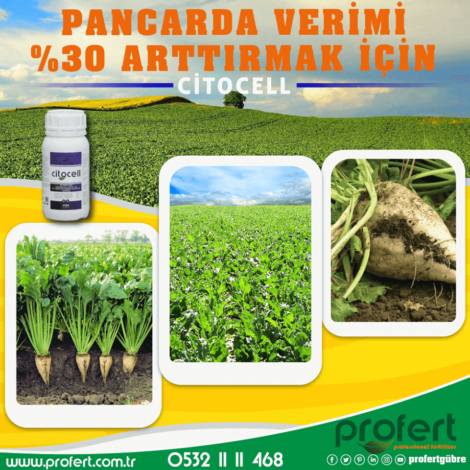 Profertgubre's tweet photo. Pancarda verimi arttırmak için #citocell, iletişim için:
🌍https://t.co/OtLd7GjyRf 📲0532 11 11 468
#profert #profertgübre #profertfertilizer #pancar #cuma #hayirlicumalar #fertiizers #gübre #şekerpancarı #tokat #çorum #sivas #içanadolu #tarım #ziraat #ziraatmühendisi #izmir https://t.co/we2Ks8UOOK