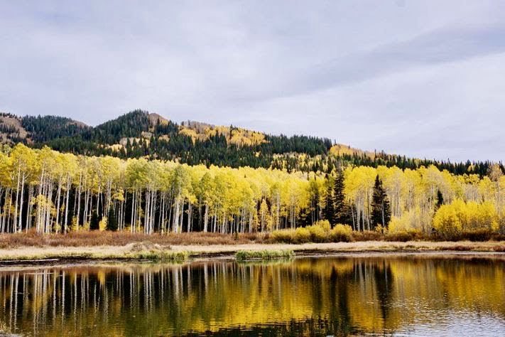 SkylarkArtist's tweet photo. Pando...
World’s largest organism 
Fish lake National Forest,
Utah
47,000 sprouted trees from roots of one parent tree for 80K yrs 
#pioneer #afforestation #Pandere to spread #Aspen leaves quake to photosynthesise in both sides #rapid #growth 
💛🌳💛🌳💛🌳💛 https://t.co/AuzG0LbimB
