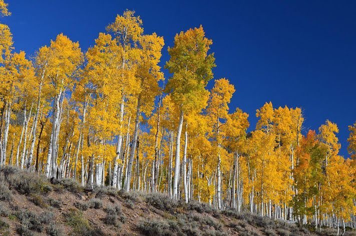 SkylarkArtist's tweet photo. Pando...
World’s largest organism 
Fish lake National Forest,
Utah
47,000 sprouted trees from roots of one parent tree for 80K yrs 
#pioneer #afforestation #Pandere to spread #Aspen leaves quake to photosynthesise in both sides #rapid #growth 
💛🌳💛🌳💛🌳💛 https://t.co/AuzG0LbimB