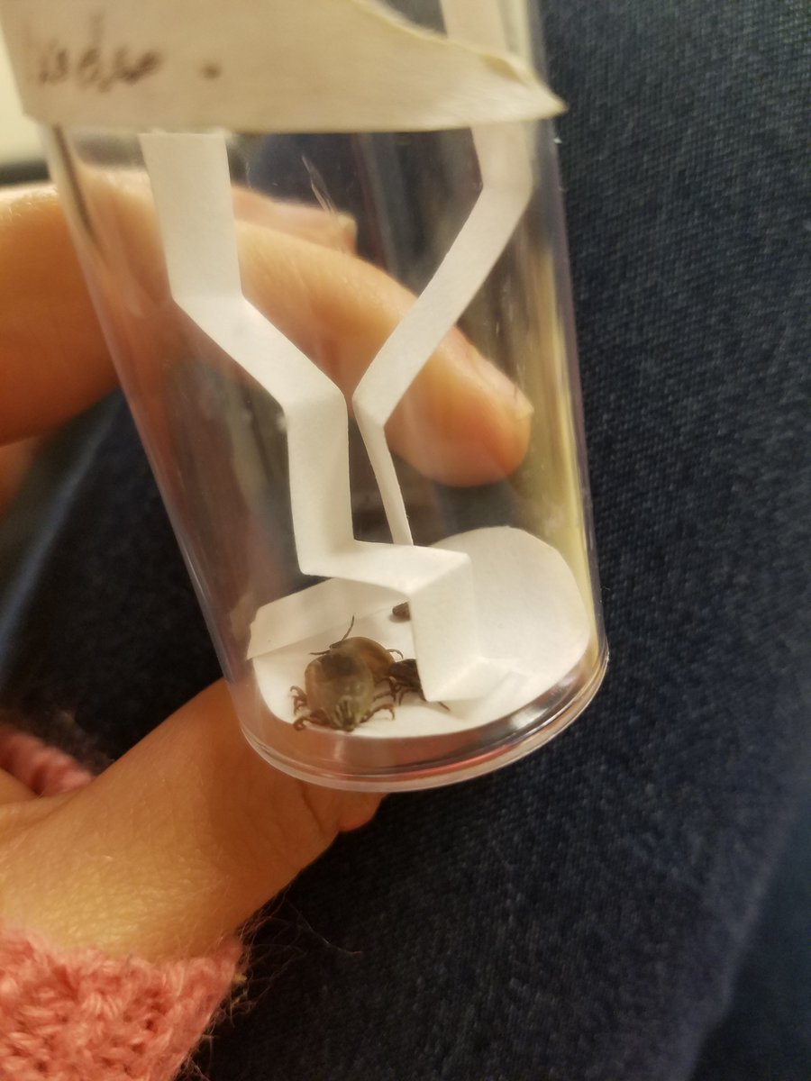 pathoginNtonic's tweet photo. @Phytoseiid I like dusky footed woodrats. Letter B please! Here is a #tickpic so we have an equal trade. https://t.co/zzLpaaTPgy
