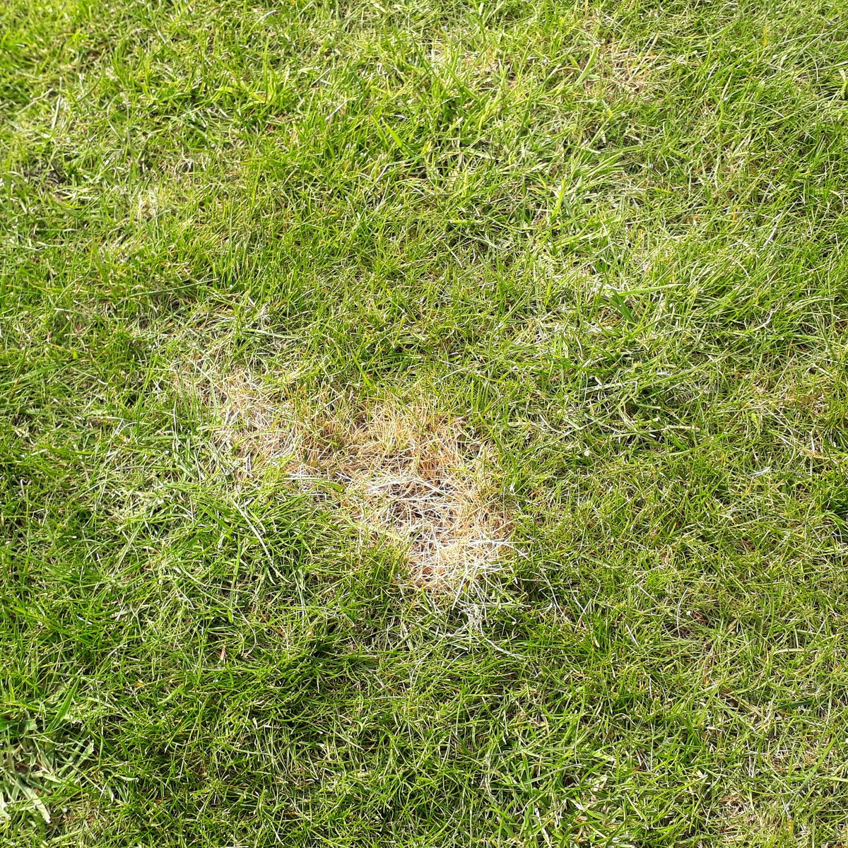 LawnMasterNotts's tweet photo. #FridayTopTip
Do you see dog wee scorching? This is actually the start of a black ants nest.
Straw like grass is classic sign. A sharp slap with back of spade, next to the area, will bring ants to the surface. If you find them contact @BASF_Nemasys_UK or @Bionema for #nematodes https://t.co/pBg15iwled